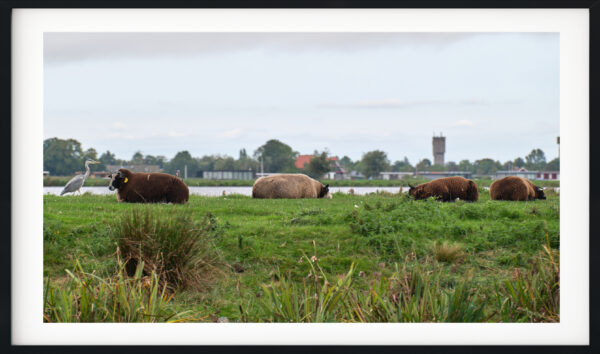 Cows in the Countryside of Amsterdam, Netherlands